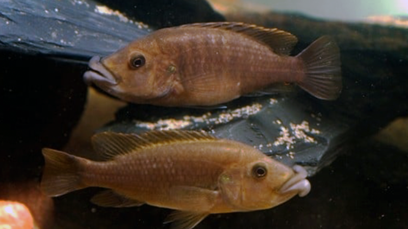 Abactochromis labrosus descubra tudo sobre este peixe.