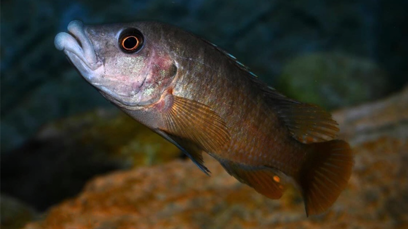 Abactochromis labrosus peixe grande para aquário.