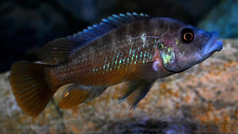 Abactochromis labrosus um belo peixe para ciclídeos africanos.