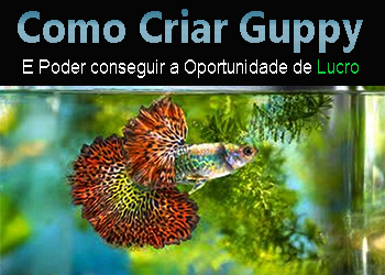 GUPPY_criar