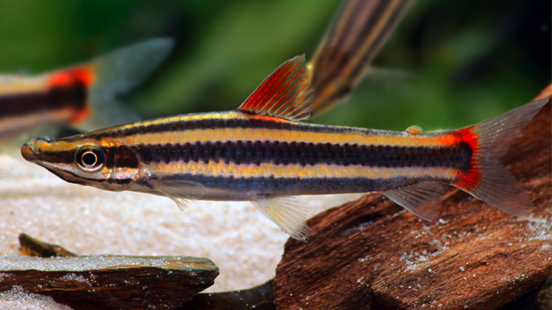 Este peixe possui um corpo alongado e comprimido lateralmente, com uma coloração que varia entre tons de verde-oliva e dourado intenso. 