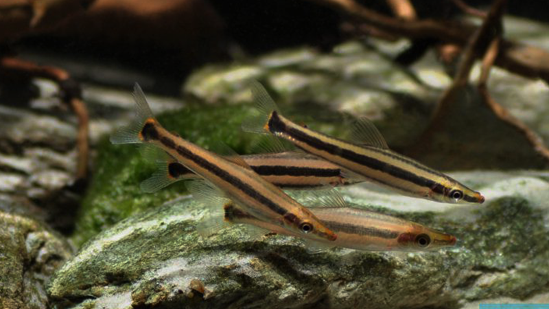 Uma característica marcante é sua mandíbula proeminente, que o distingue visualmente. o Anostomus anostomus é apreciado por sua natureza sociável 