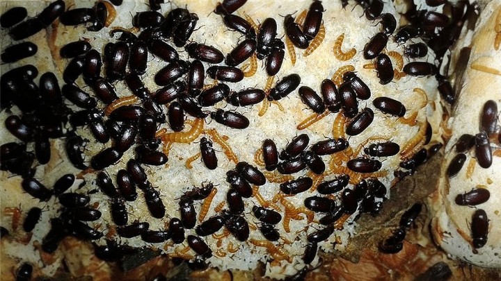 Uma cultura do besouro de amendoim indicado para alimentação de pet., em geral.