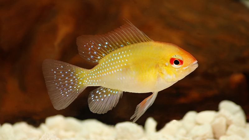 Esses pequenos ciclídeos sul-americanos, originários das bacias do Orinoco e do Rio Negro, apresentam uma rica paleta de cores que vai desde tons vibrantes de azul, amarelo e vermelho até nuances sutis e marcantes em suas barbatanas.