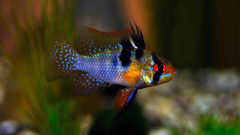 Uma característica curiosa do Apistogramma Ramirezi é sua habilidade de se camuflar em seu ambiente. 