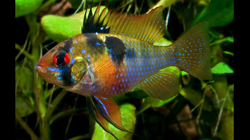 A curiosidade se estende à incrível habilidade desses peixes de se adaptarem a diferentes ambientes aquáticos.