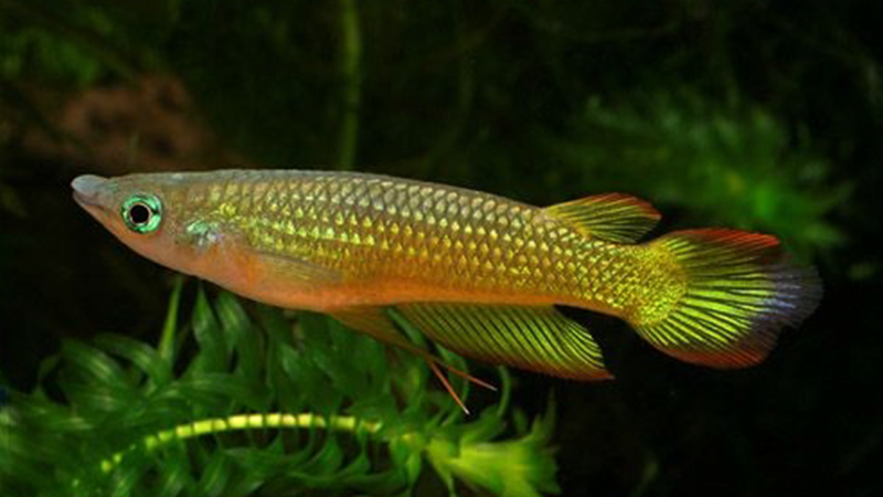 O Aplocheilus lineatus, conhecido comumente como "Killifish", é uma espécie de peixe tropical que encanta os entusiastas do aquarismo com sua beleza singular e características fascinantes. 