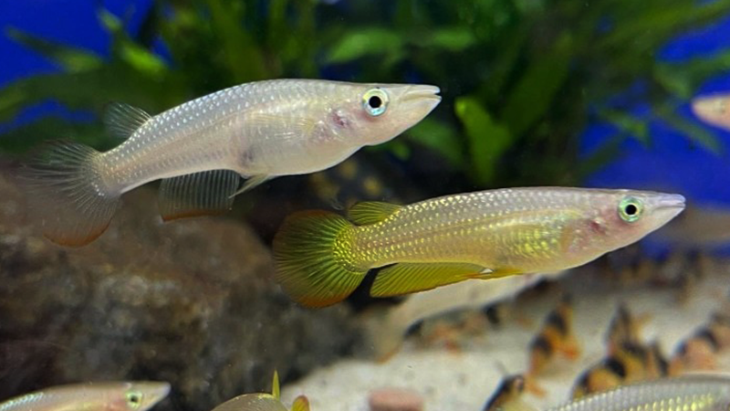 Originário de regiões tropicais do sul da Ásia, esse peixe de água doce pertence à família dos Cyprinodontidae. Sua aparência notável destaca-se por uma coloração vibrante, apresentando uma mescla de tons que vão desde o dourado até o azul brilhante, criando um espetáculo visual único no mundo aquático.