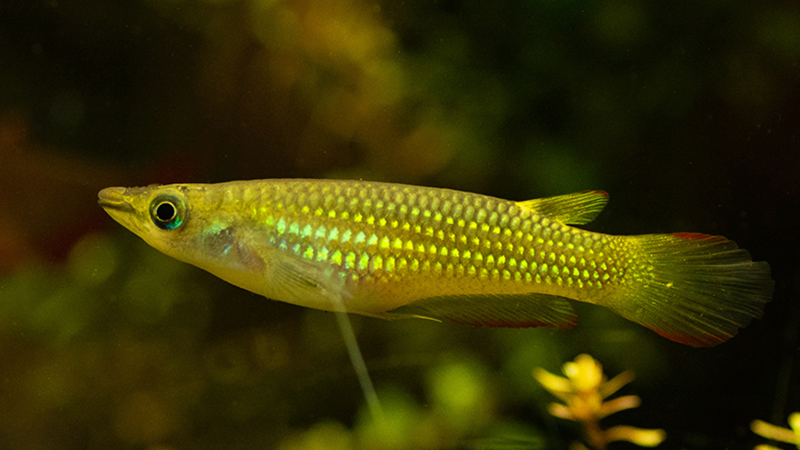 Além de sua beleza estética, o Aplocheilus lineatus é notável por seu comportamento intrincado. Com um corpo esbelto e nadadeiras distintas, esse peixe exibe padrões de movimento graciosos, tornando-se uma presença dinâmica no aquário. 