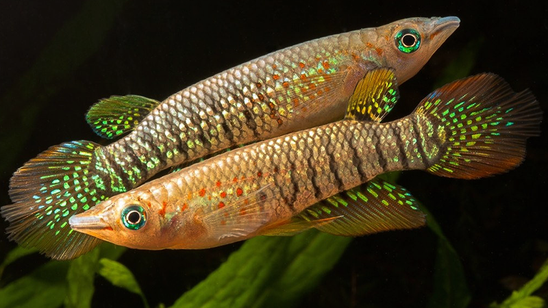 Para criar um ambiente adequado em cativeiro, os aquaristas devem considerar fatores como temperatura da água, qualidade da água e a presença de elementos naturais que replicam o habitat original. A alimentação do Aplocheilus lineatus geralmente inclui uma dieta variada, com alimentos vivos e de alta qualidade. 