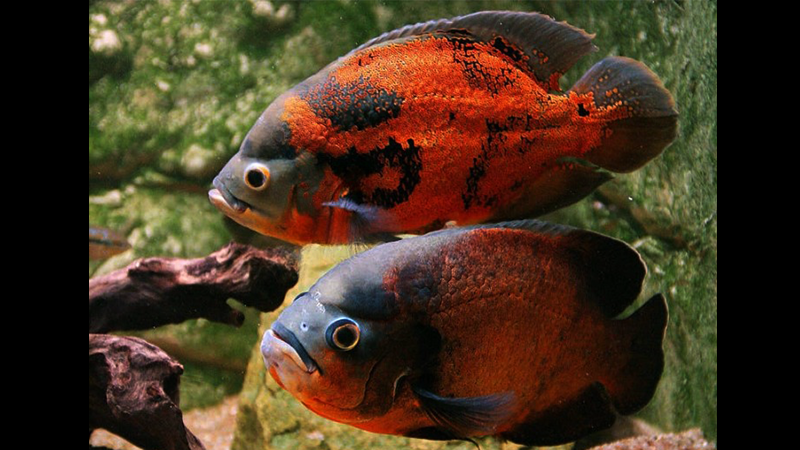 Este fascinante peixe, também conhecido como ciclídeo tigre, oscar, é popular entre os aquaristas devido à sua aparência vibrante e comportamento peculiar. Vamos explorar algumas curiosidades interessantes sobre o Astronotus ocellatus.