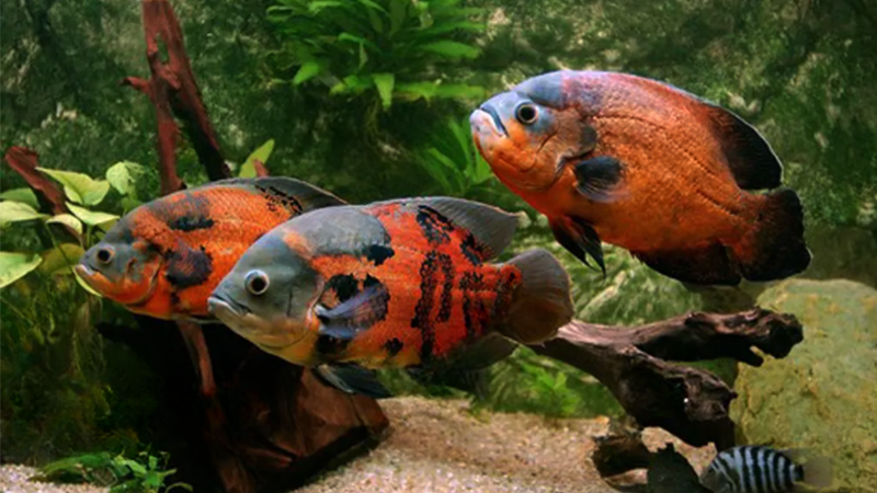 Esses peixes têm uma ampla gama de cores, que podem variar de tons de vermelho, laranja, a marrom e preto. Essa habilidade de alterar sua coloração muitas vezes está relacionada ao seu estado emocional, idade e ambiente.