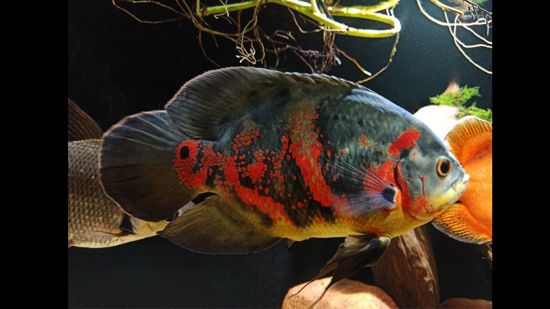 Além disso, os Oscars são conhecidos por sua inteligência notável entre os peixes de aquário. Eles podem reconhecer seus donos, aprender a associar a presença de uma pessoa com a alimentação e até mesmo interagir de forma curiosa, como saltar fora d'água para pegar alimentos ou explorar o ambiente. Sua capacidade de aprendizado e resposta a estímulos torna-os animais de estimação intrigantes e cativantes.