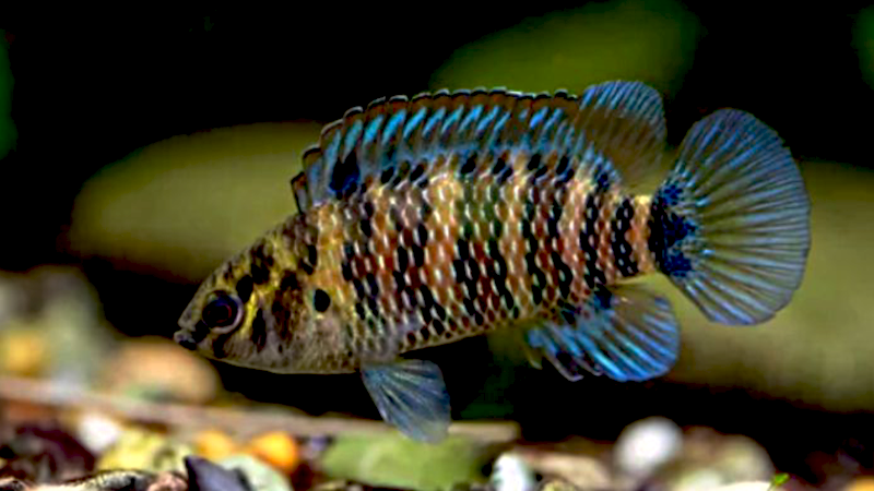 Essa curiosidade única destaca ainda mais a complexidade desses peixes e incentiva a atenção constante dos aquaristas para entender e responder às necessidades específicas de seus Badis Badis.