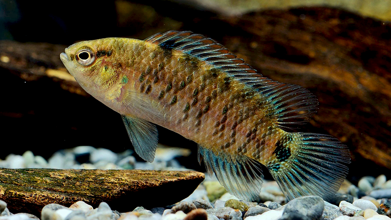 Os Badis Badis continuam a surpreender entusiastas do aquarismo com uma curiosidade adicional fascinante. 