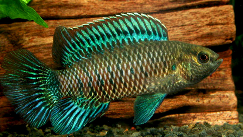 Além de sua aparência marcante e comportamento social envolvente, esses peixes possuem uma peculiaridade intrigante em seu padrão de coloração. 