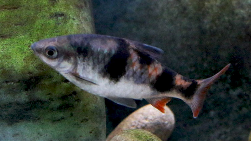 Esse peixe pertence à família Cyprinidae, conhecida por incluir peixes resistentes e de fácil cuidado.