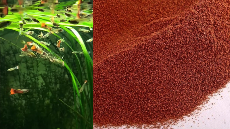 Alimentar as artêmias com spirulina ou fitoplâncton melhora sua qualidade nutricional para os peixes.