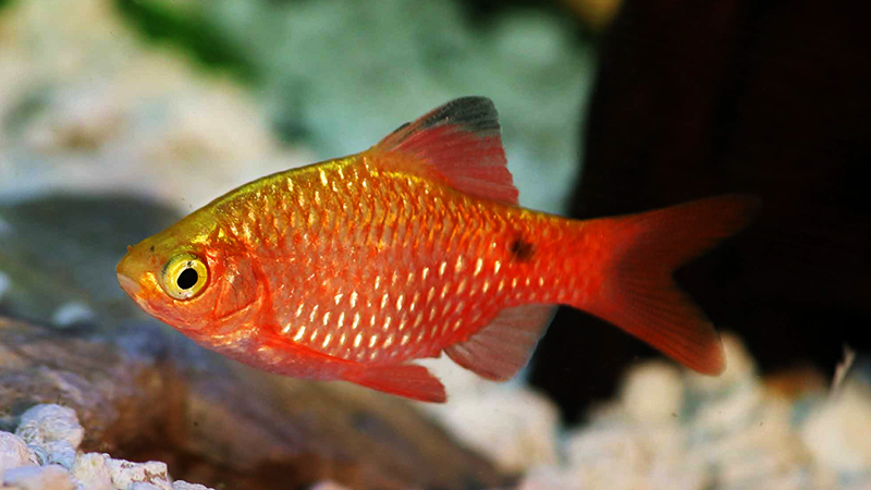 Fácil de Cuidar: Resistente e adaptável, perfeito para aquaristas iniciantes.