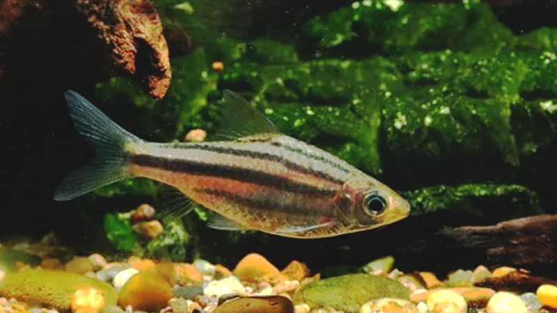 O Barbus fasciatus é um peixe de água doce nativo do Sudeste Asiático, encontrado em rios e córregos de fluxo lento.