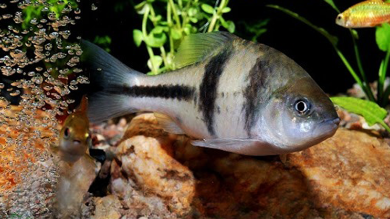 O Barbo T-Bar é um peixe pacífico, mas pode mordiscar nadadeiras de espécies lentas ou de nadadeiras longas, como bettas e guppies.