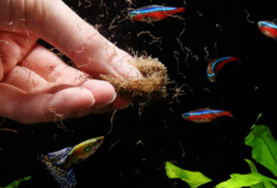 Pesquisadores estudam os tubifex worms para entender melhor a biodiversidade dos ecossistemas aquáticos e sua função ecológica.