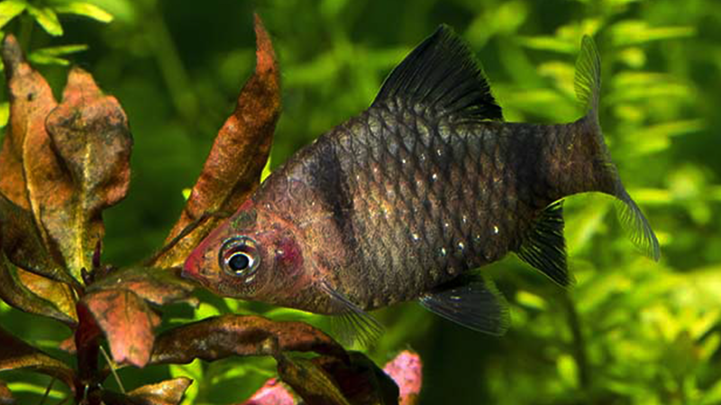 O comportamento social do Barbus nigrofasciatus é outro aspecto fascinante. Essa espécie vive melhor em cardumes de 6 a 10 indivíduos, onde se sente mais segura e exibe comportamentos naturais, como a formação de hierarquias e a exploração do ambiente. Manter um grupo adequado não só reduz o estresse, mas também realça a beleza e a dinâmica do aquário.