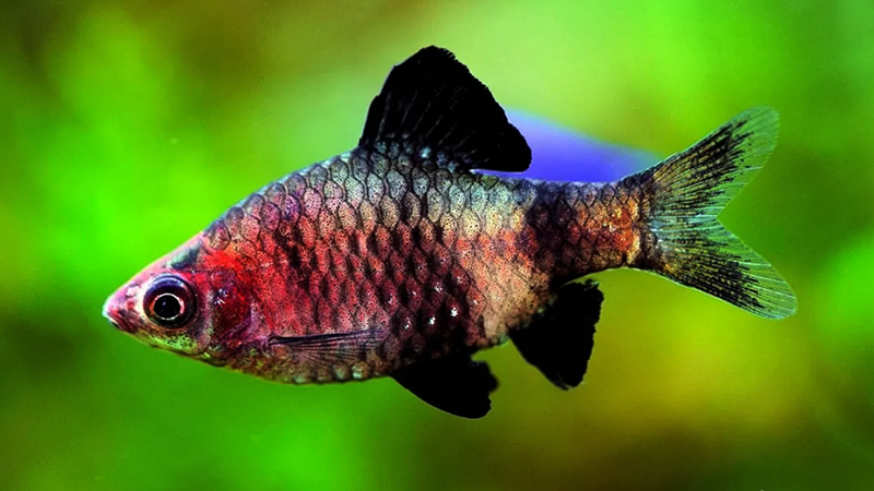 Os cuidados com o aquário são fundamentais para o bem-estar do Barbus nigrofasciatus. Um tanque de pelo menos 80 litros, com plantas, rochas e esconderijos, simula seu habitat natural e proporciona um ambiente seguro e confortável. A manutenção regular, incluindo trocas parciais de água e monitoramento dos parâmetros, é essencial para manter a qualidade da água e prevenir doenças.