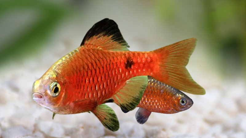 O Barbo Cereja adiciona energia e cor ao aquário com pouco esforço.