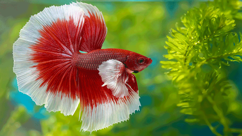 peixe Betta