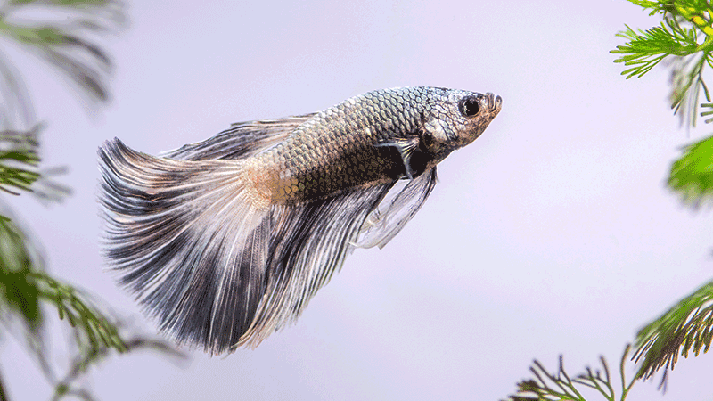 Evite superalimentar o peixe, pois isso pode gerar problemas digestivos e contaminar o aquário.
Ao planejar a reprodução do Betta, é fundamental preparar o ambiente e entender o comportamento do casal.