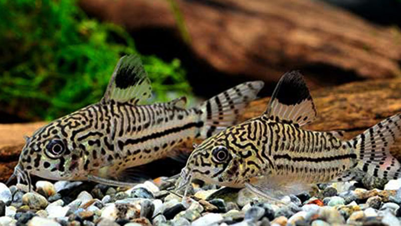 As Corydoras ajudam a manter o fundo do aquário limpo e são muito pacíficas.