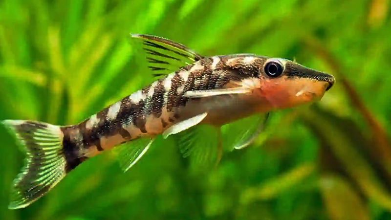 O Otocinclus é um ótimo aliado no controle de algas e muito fácil de cuidar.