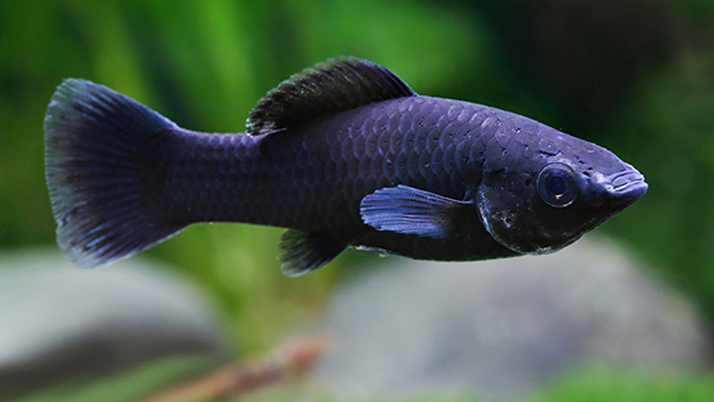 A Molinésia é sociável e perfeita para aquários comunitários.