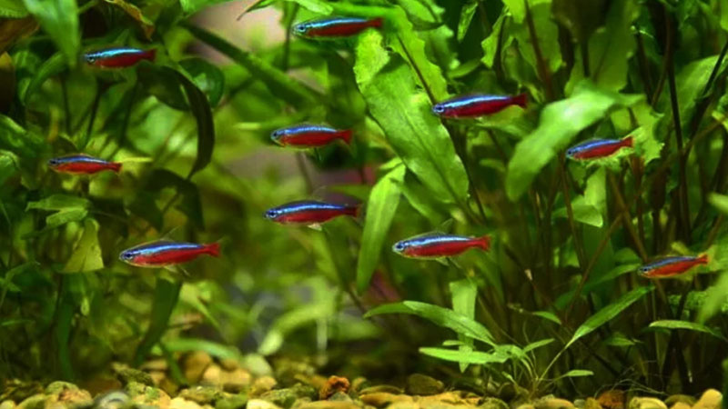 O Tetra Neon é pequeno, vibrante e adora viver em cardumes.