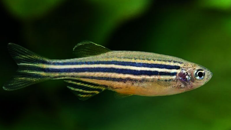 O Danio Zebra é resistente e ideal para quem quer um peixe ativo e sociável.