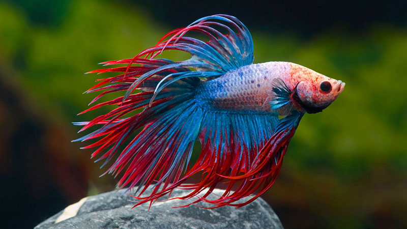 O Peixe Betta encanta por sua beleza e simplicidade nos cuidados.