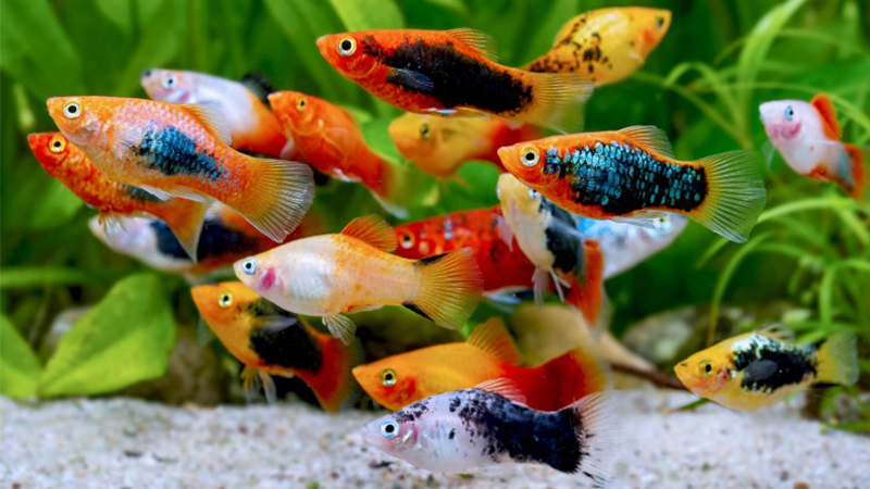 Peixes fáceis de cuidar são ideais para quem está começando no aquarismo.