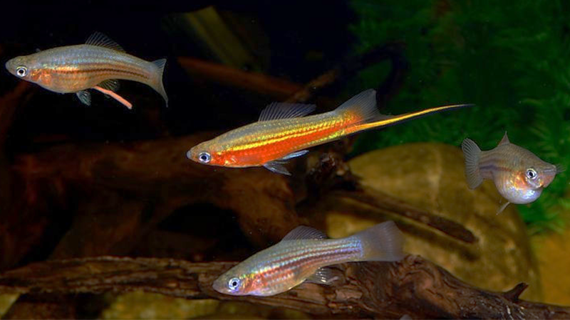 O Peixe Espada traz cor e movimento ao aquário com manutenção mínima.