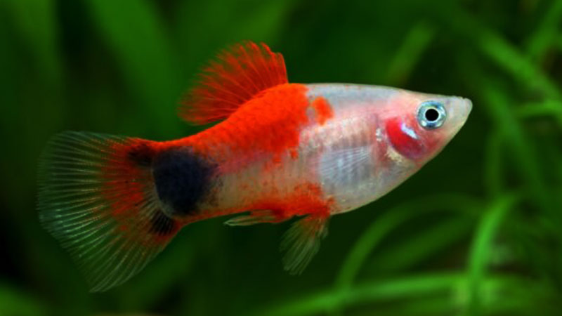 O Platy combina beleza e praticidade para iniciantes.