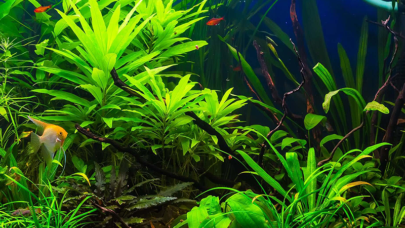 O filtro e o termostato são equipamentos indispensáveis para um aquário saudável.