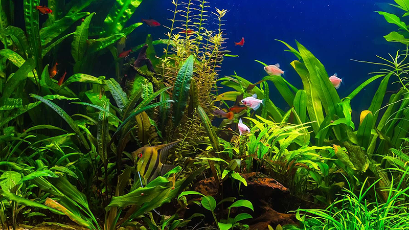 A ciclagem é essencial para garantir a saúde dos peixes no aquário.