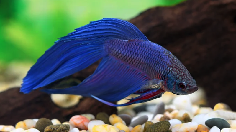 Um toque de cor pode mudar tudo — inclusive dentro do seu aquário.