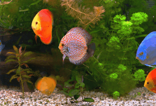 Descubra o prazer de criar um ambiente aquático tão belo quanto natural.