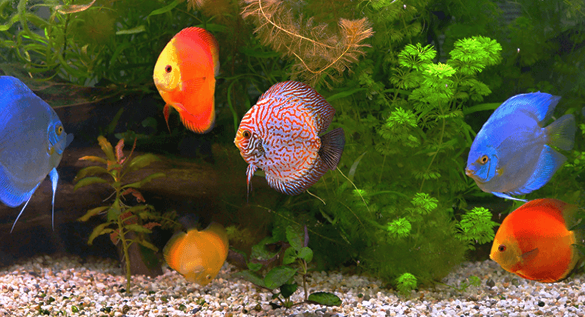 Descubra o prazer de criar um ambiente aquático tão belo quanto natural.