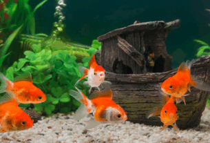 Um aquário de 40 a 60 litros é ideal para quem está começando.