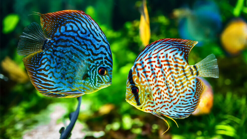 Inspire-se e comece agora sua jornada no mundo dos peixes ornamentais.