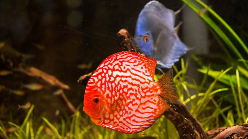 Compartilhe este conteúdo com outros apaixonados por aquarismo!