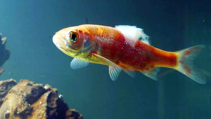 Compartilhar conhecimento ajuda outros aquaristas a protegerem seus peixes. Peixes Ornamentais