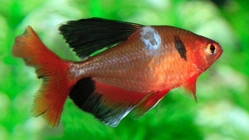 Assinar a newsletter garante acesso a dicas exclusivas sobre aquarismo.